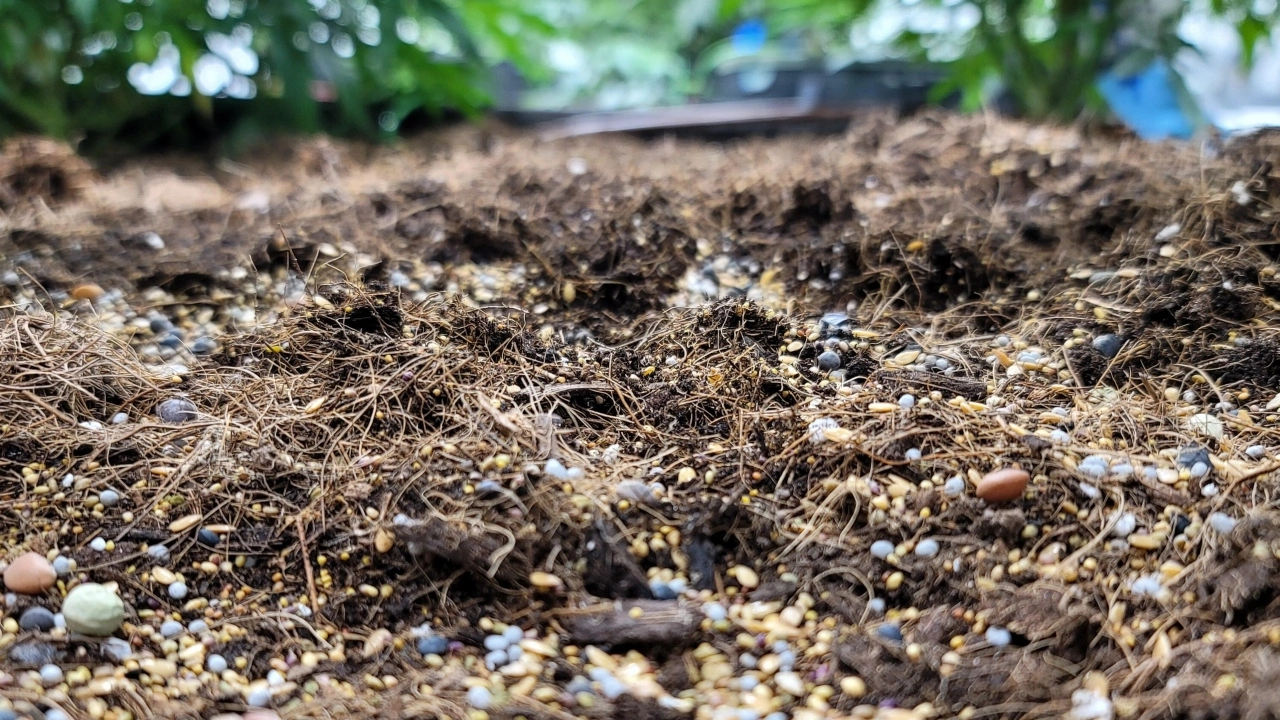 Image depicting no-till cultivation