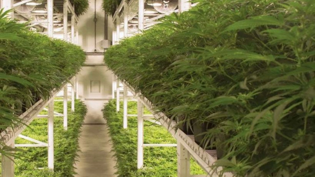Image of an Organigram grow room