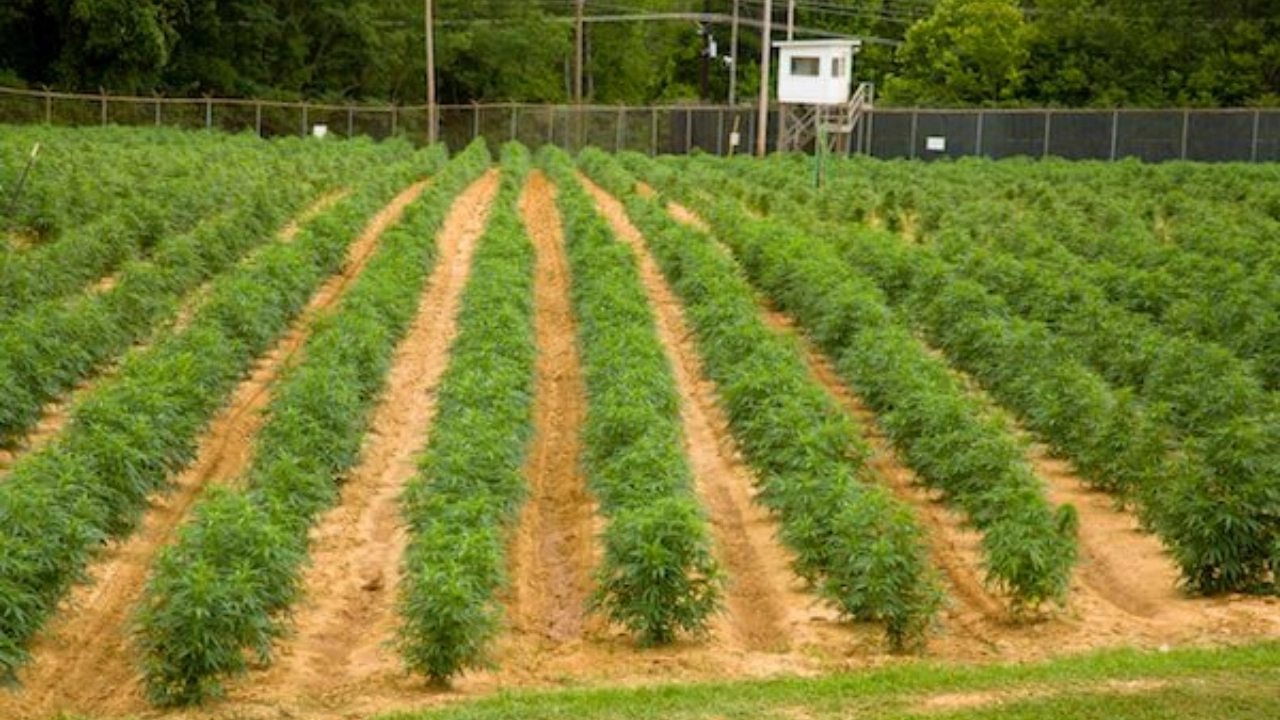 Image of University of Mississippi research crops