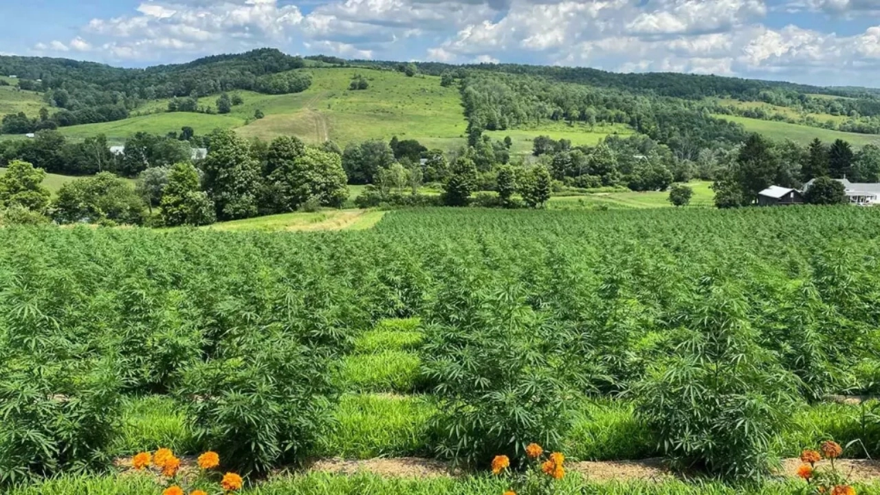 Image of Tricolla Farms