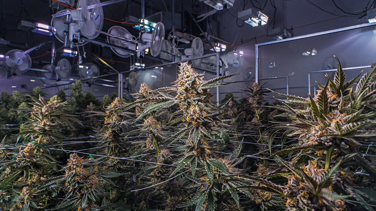 An image of cannabis plants in the Quadessence facility at Sitka Weed Works