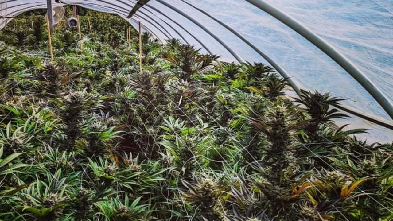 Image of Daydream Valley Farm’s greenhouse