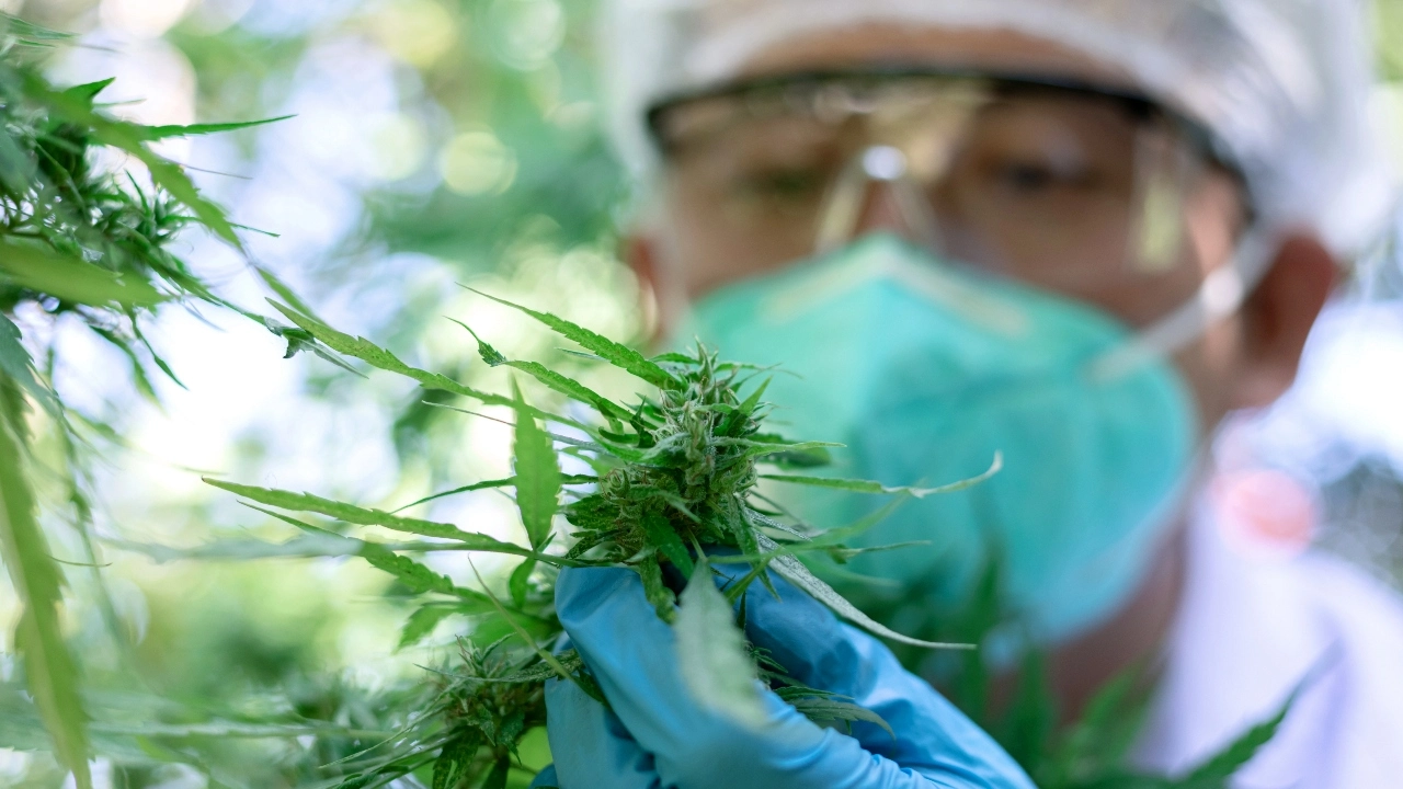 Image of a worker wearing PPE while checking a cannabis plan