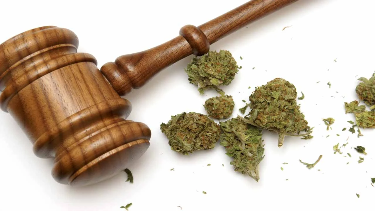 Image of a judge's gavel next to cannabis buds