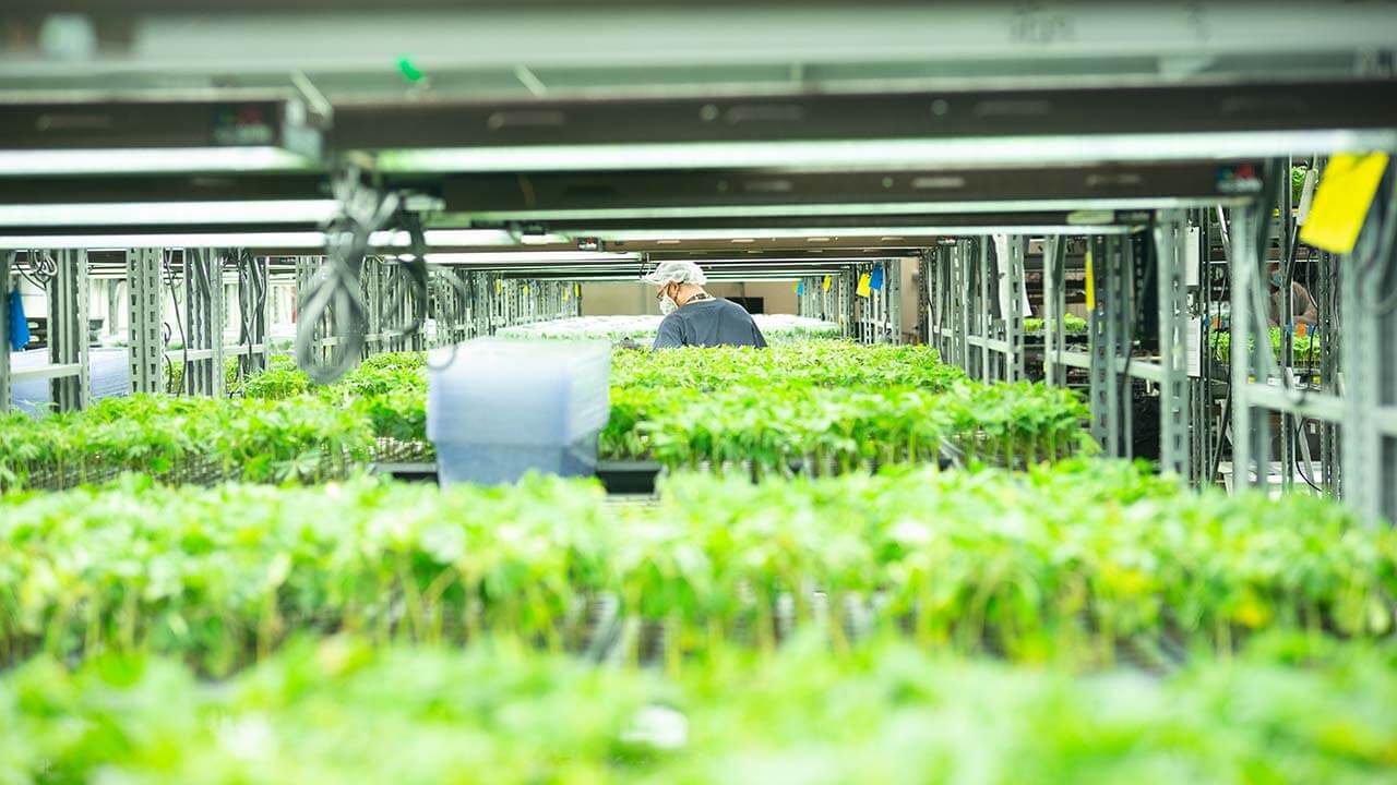 Image of Curaleaf's cultivation facility in Mt. Dora, Florida.