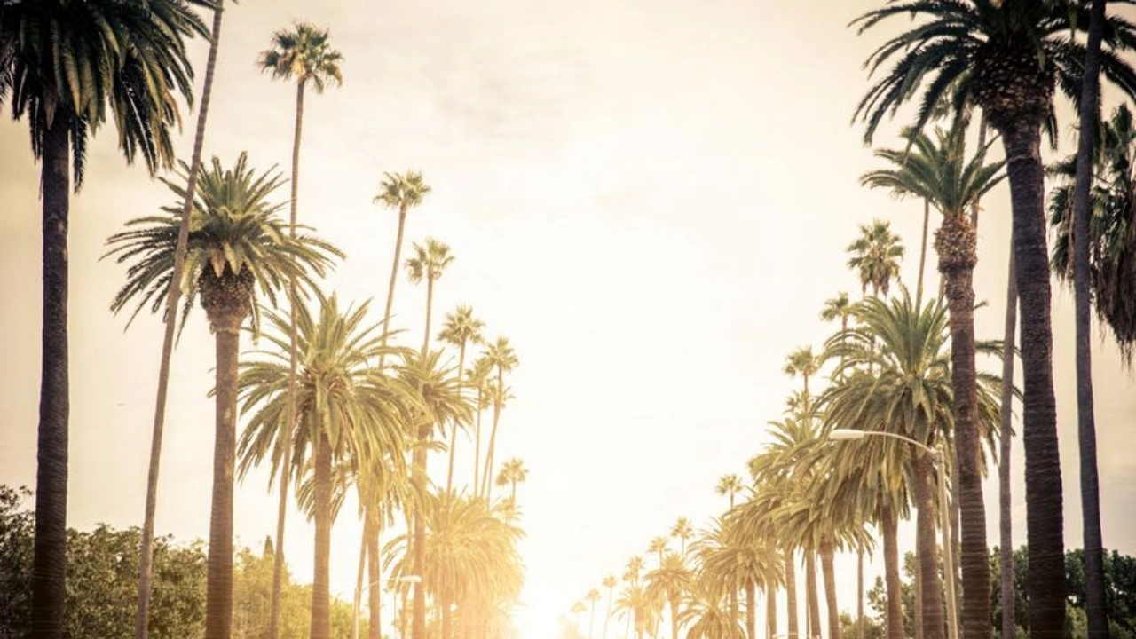Image of palm trees lining a road in Beverly Hills, California