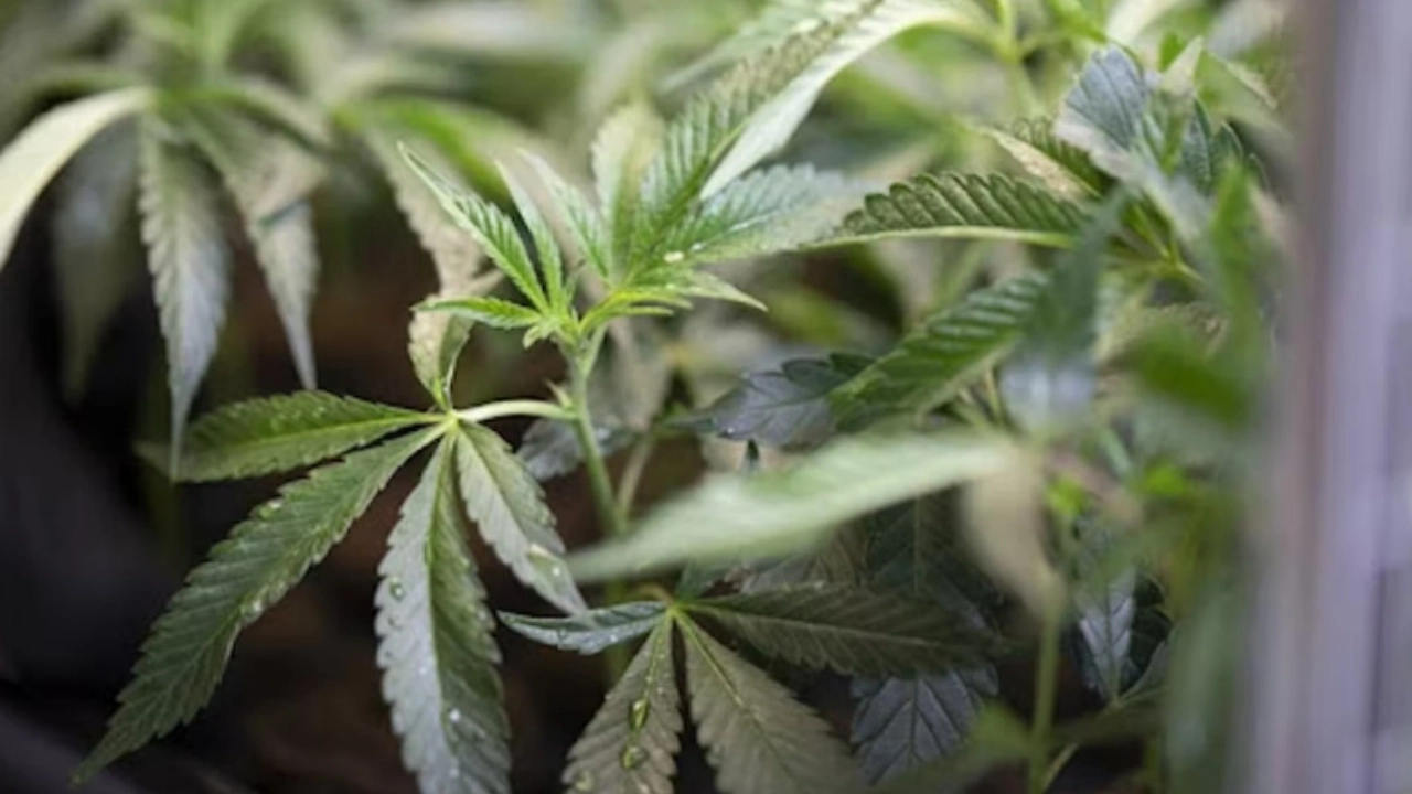 Image of a cannabis plant
