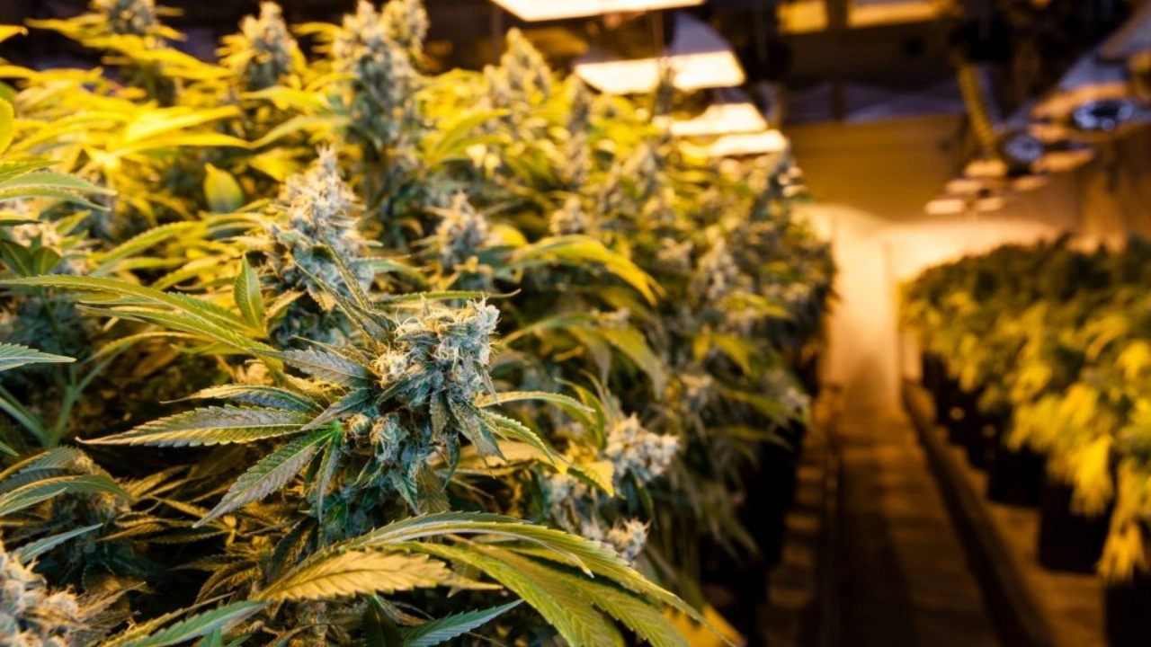 Image of an indoor cannabis grow