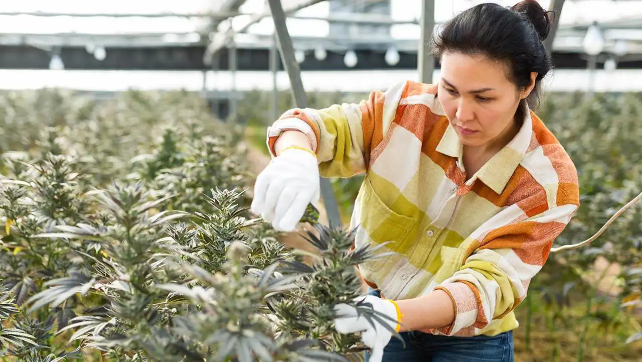 organized labor cannabis, Cannabis union wins signal more labor-management conflicts ahead