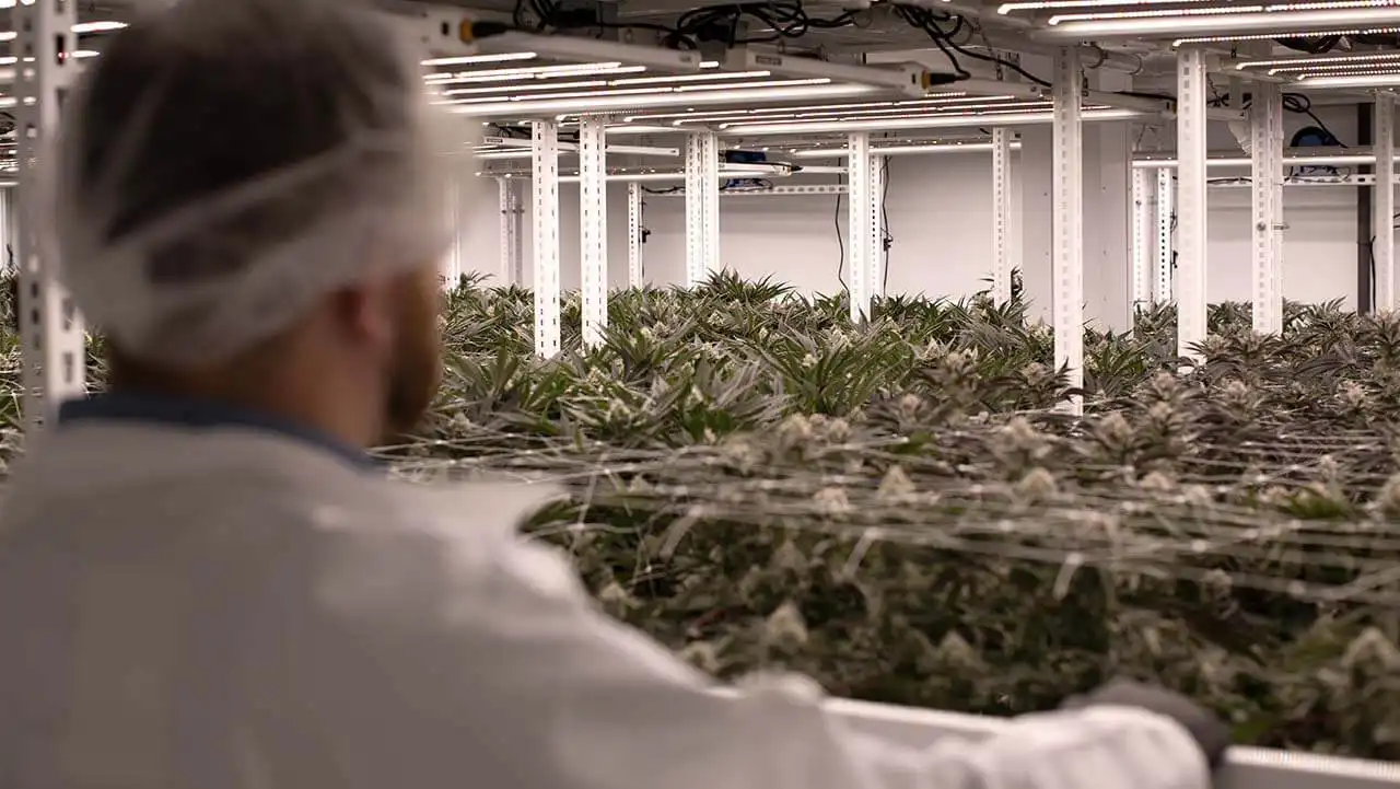 Image of Nic Robertson of 4Front Ventures in an indoor cannabis cultivation room