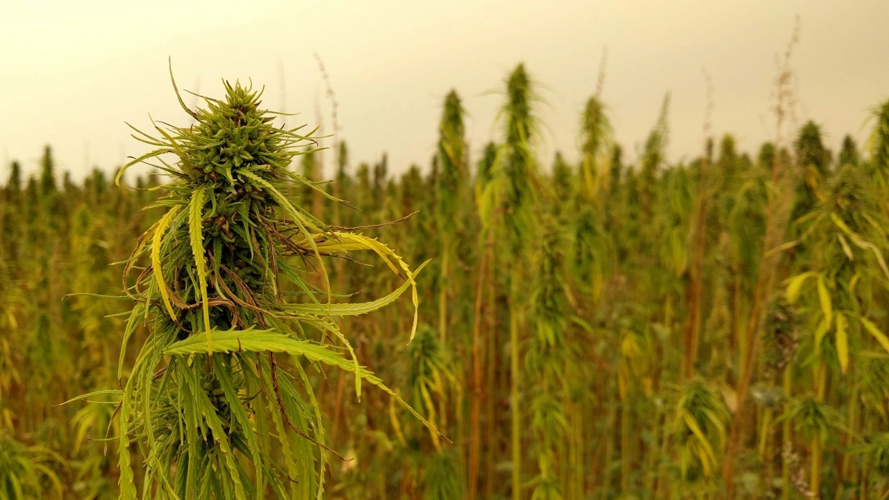 Image of a hemp field
