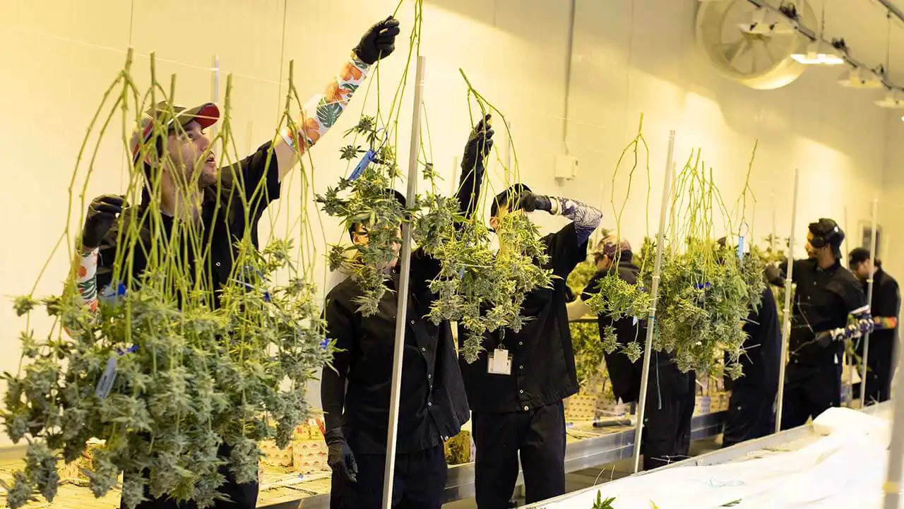 Image of workers hanging cannabis plants to dry