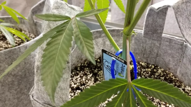 Image of a Metrc RFID tag attached to a cannabis plant