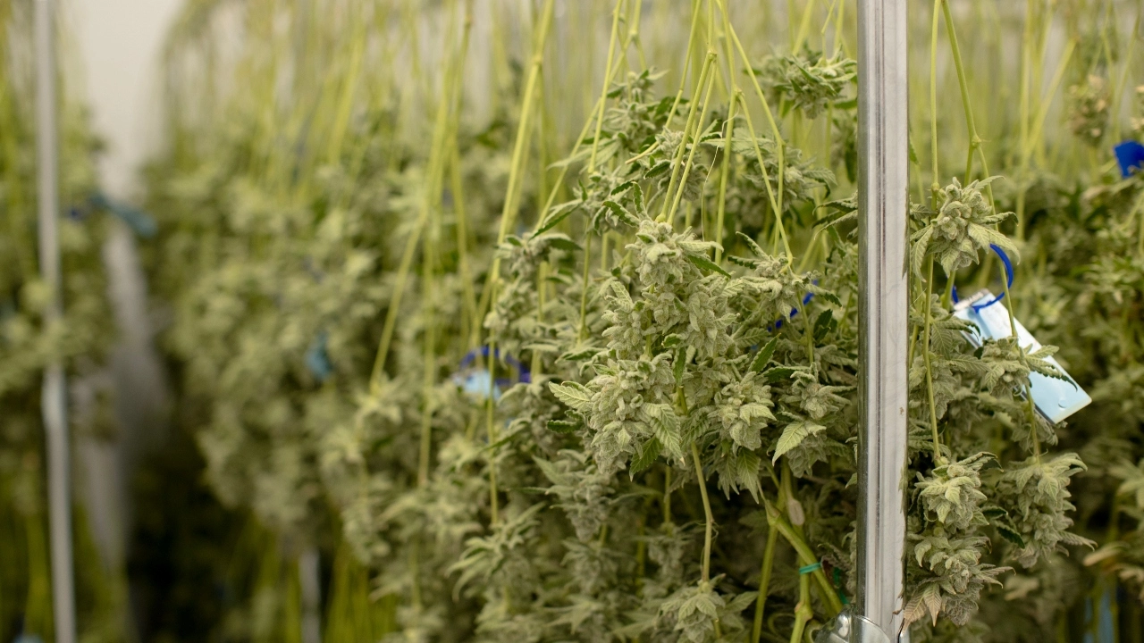 Image of harvested cannabis in a dry room