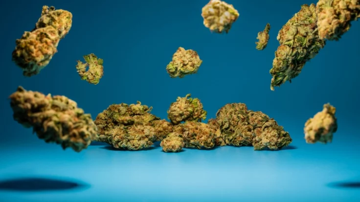 Image of cannabis flower buds on blue background