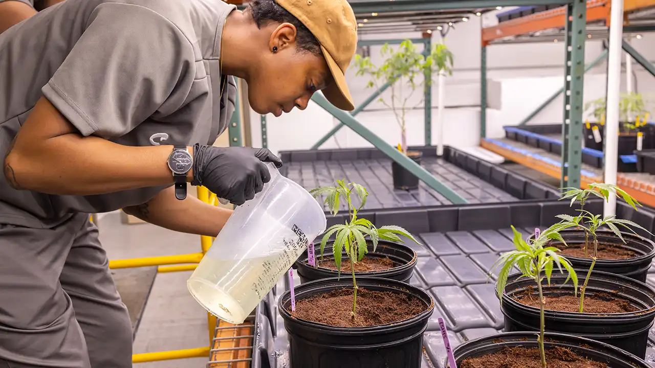 Image of Sha Frye adding nutrients to cannabis plants