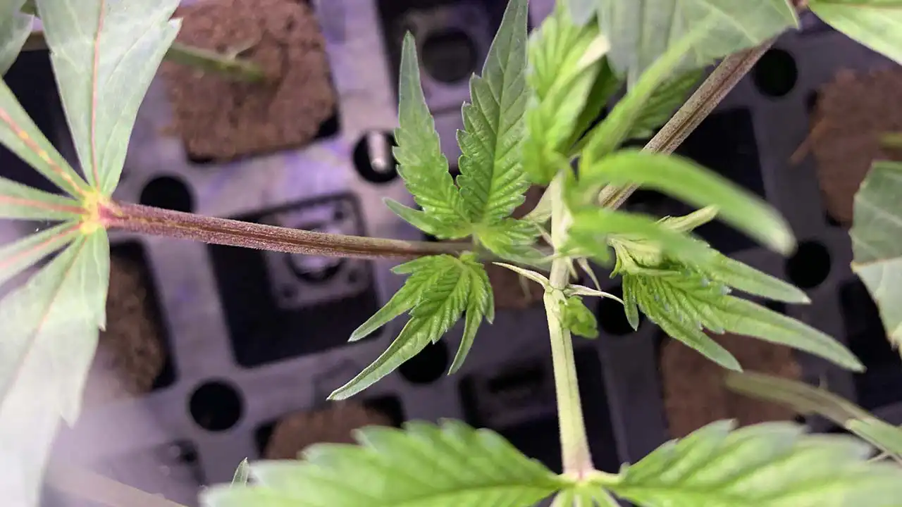 Image of cannabis clones