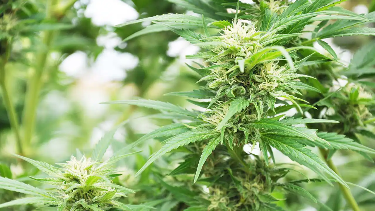 Image of cannabis growing in Colombia