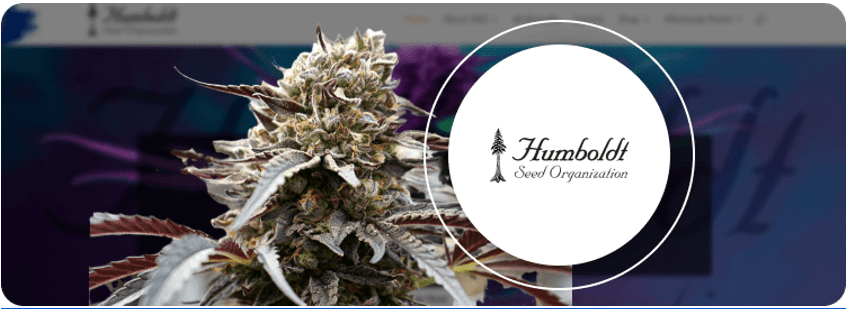 Best weed strains, 12 Best Weed Strains Must-Know of 2024