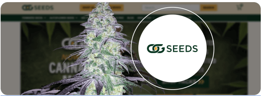 Best weed strains, 12 Best Weed Strains Must-Know of 2024