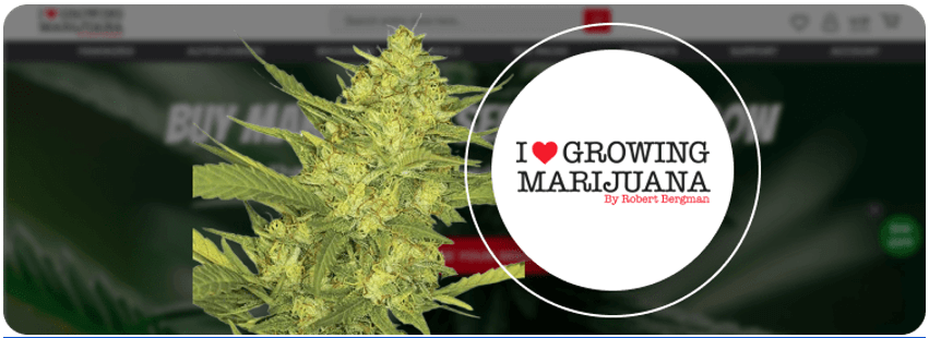 Best weed strains, 12 Best Weed Strains Must-Know of 2024
