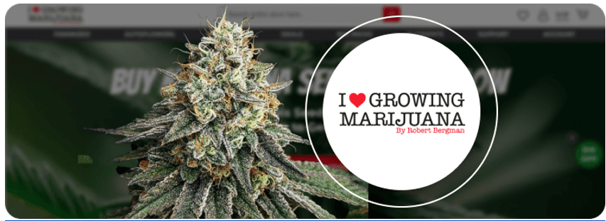 Best weed strains, 12 Best Weed Strains Must-Know of 2024