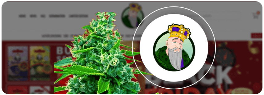 Best weed strains, 12 Best Weed Strains Must-Know of 2024
