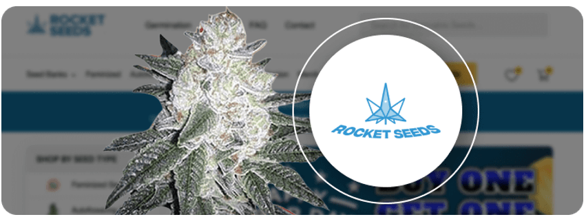 Best weed strains, 12 Best Weed Strains Must-Know of 2024