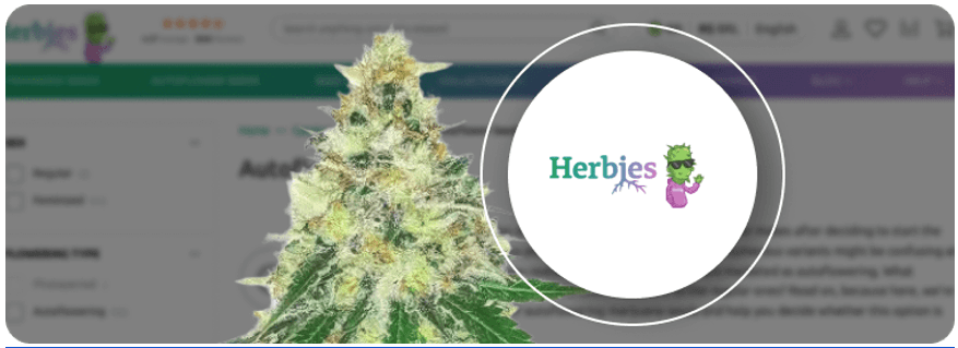 Best weed strains, 12 Best Weed Strains Must-Know of 2024