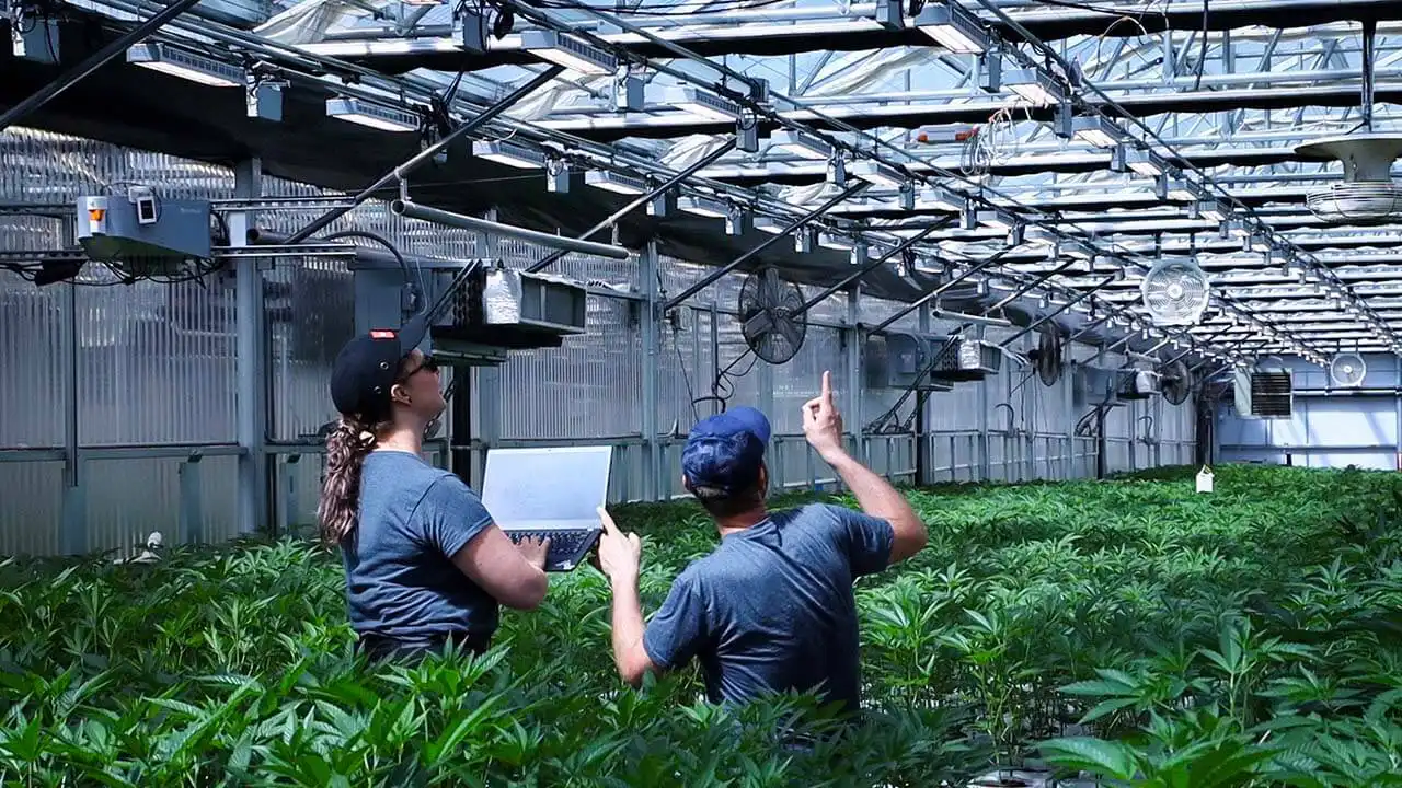 Image of Neatleaf’s Spyder AI technology installed inside a cannabis grow.
