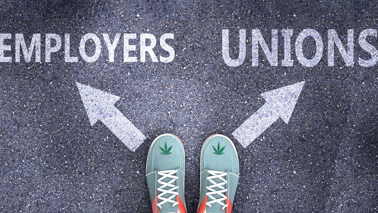 Aerial Image of two shoes, each bearing a cannabis leaf, with the left foot pointing toward the word "Employers" and the right foot toward the word "Unions"