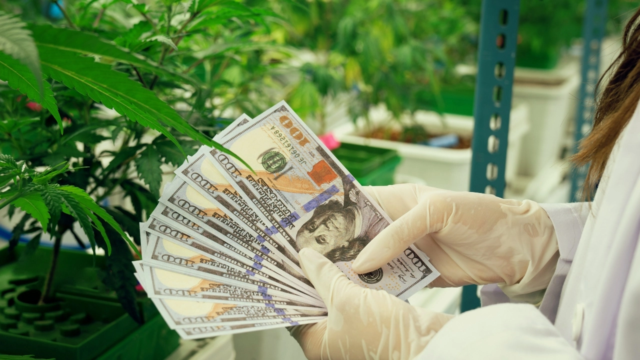 Image of a woman cultivator holding $100 bills in front of cannabis plants
